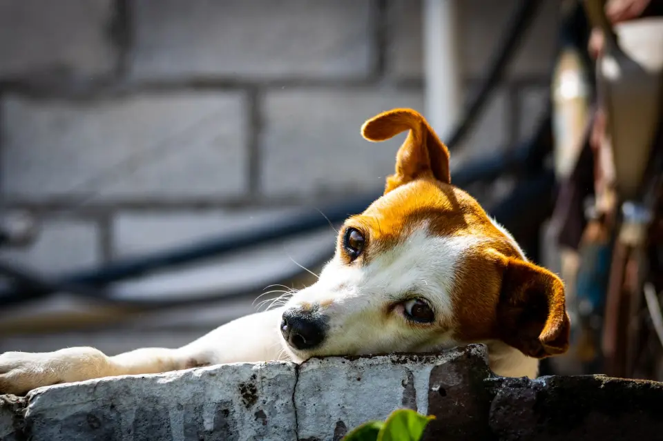 3. The Ultimate Solution for Homes with Pets
