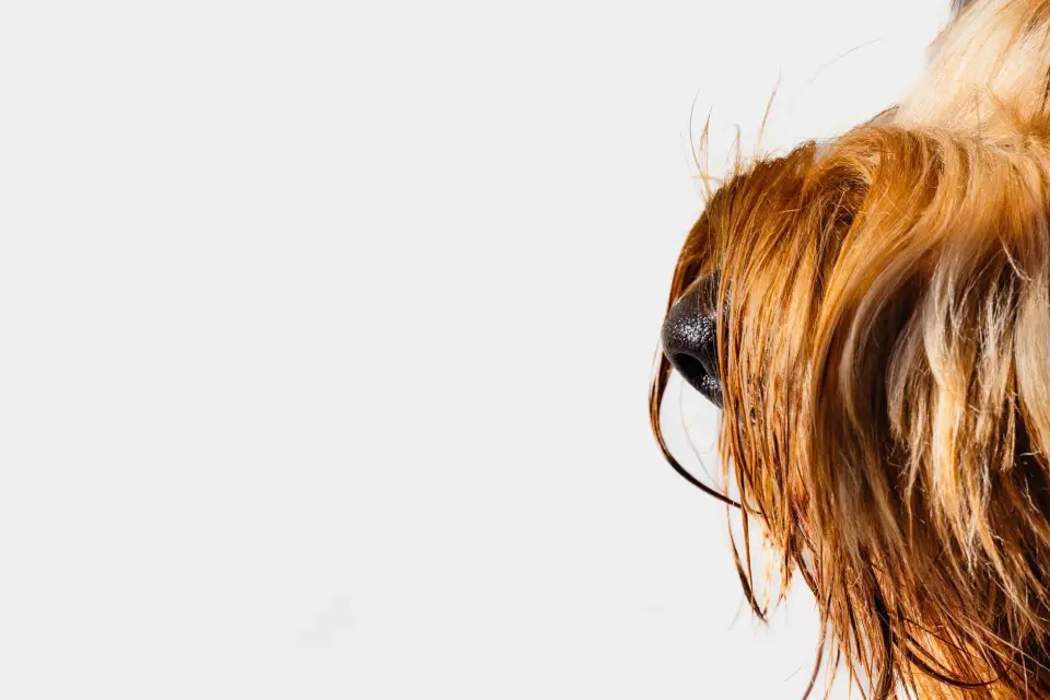 El desafío del pelo de mascotas y los olores persistentes